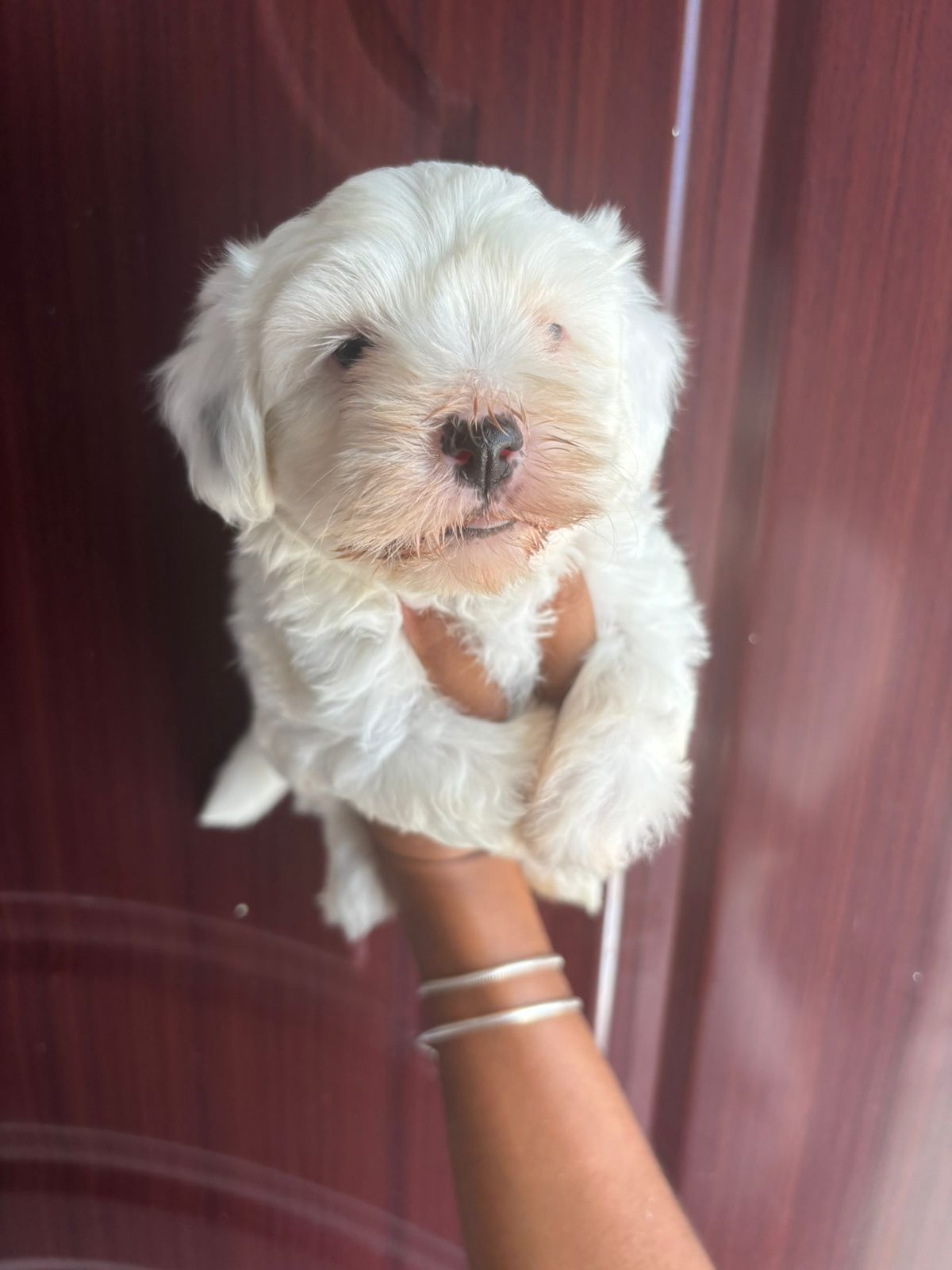 OFERTA CACHORRO SHIPOO MACHO EN SANTO DOMINGO Y VACUNA AL DIA  Foto 7308431-3.jpg