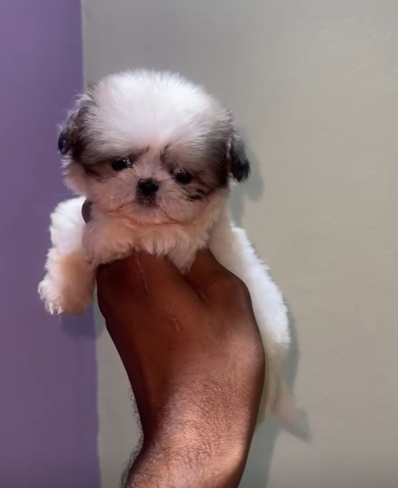 OFERTA CACHORRO SHIH TZU MACHO EN SANTO DOMINGO Y VACUNADOS  Foto 7308432-1.jpg