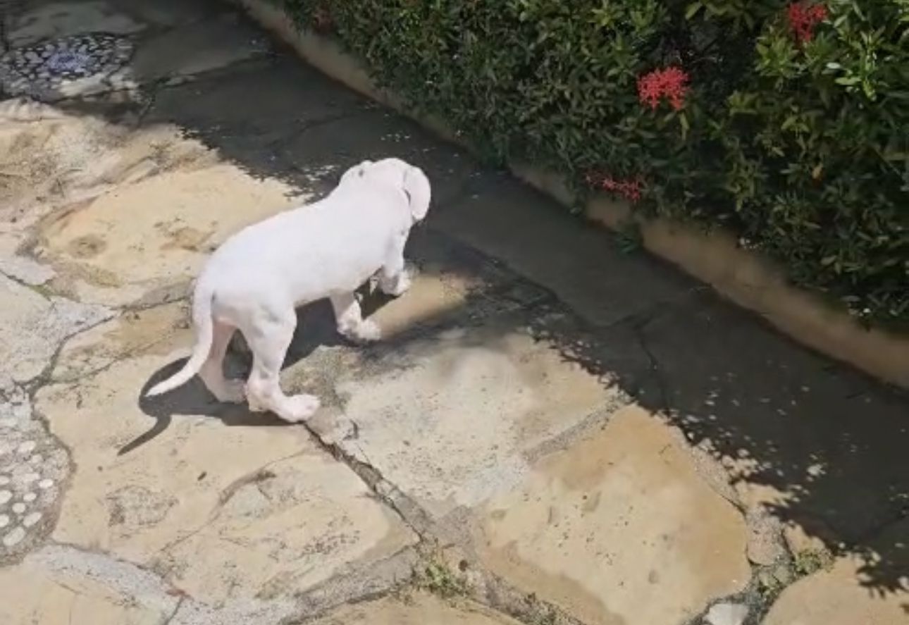 OFERTA CACHORRO DOGO ARGENTINO MACHO EN SANTO DOMINGO Y VACUNA AL DIA  Foto 7308519-1.jpg
