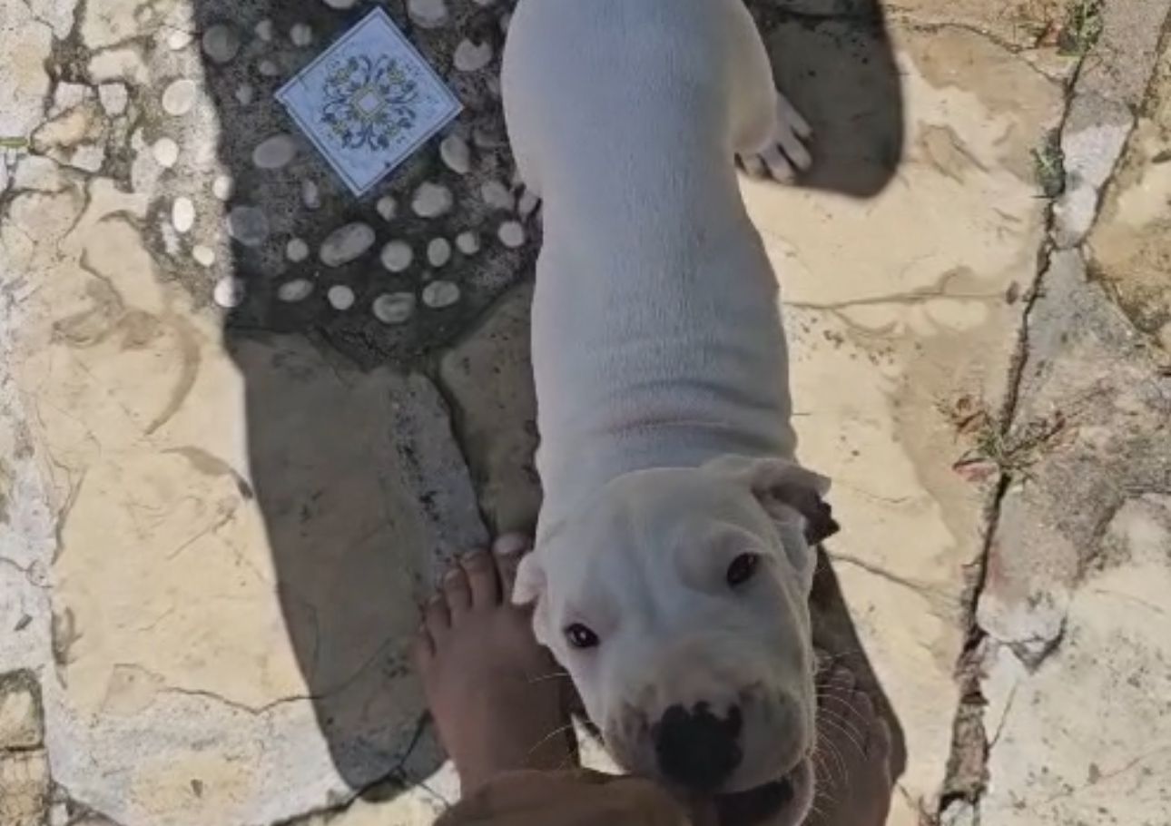 OFERTA CACHORRO DOGO ARGENTINO MACHO EN SANTO DOMINGO Y VACUNA AL DIA  Foto 7308519-2.jpg