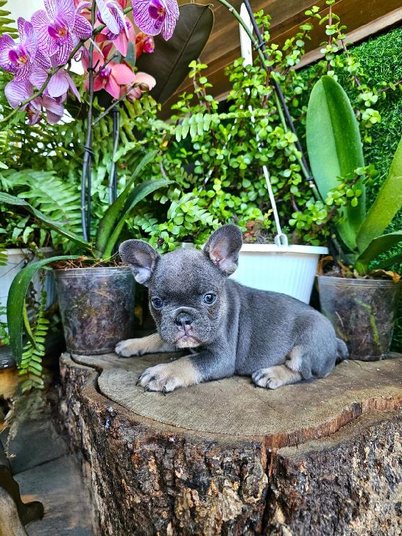 OFERTA CACHORRO BULLDOG FRANCES MACHO CON SU VACUNA AL DIA EN SANTO DO Foto 7308521-1.jpg