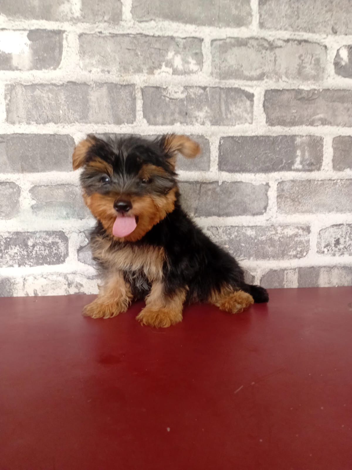 OFERTA CACHORRO YORKIE AMBOS SEXO UBICADA EN SANTO DOMINGO Y VACUNA AL Foto 7308523-2.jpg