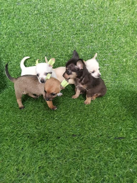 OFERTA CACHORRO CHIHUAHUA  AMBOS SEXO EN SANTO DOMINGO Y VACUNA AL DIA Foto 7308553-1.jpg