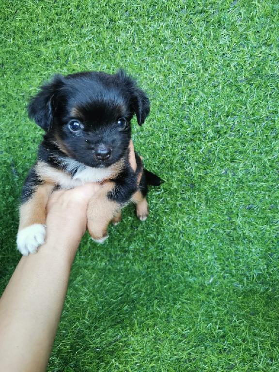 OFERTA CACHORRO CHIHUAHUA MARIPOSA AMBOS SEXO EN SANTO DOMINGO Y VACUN Foto 7308554-1.jpg