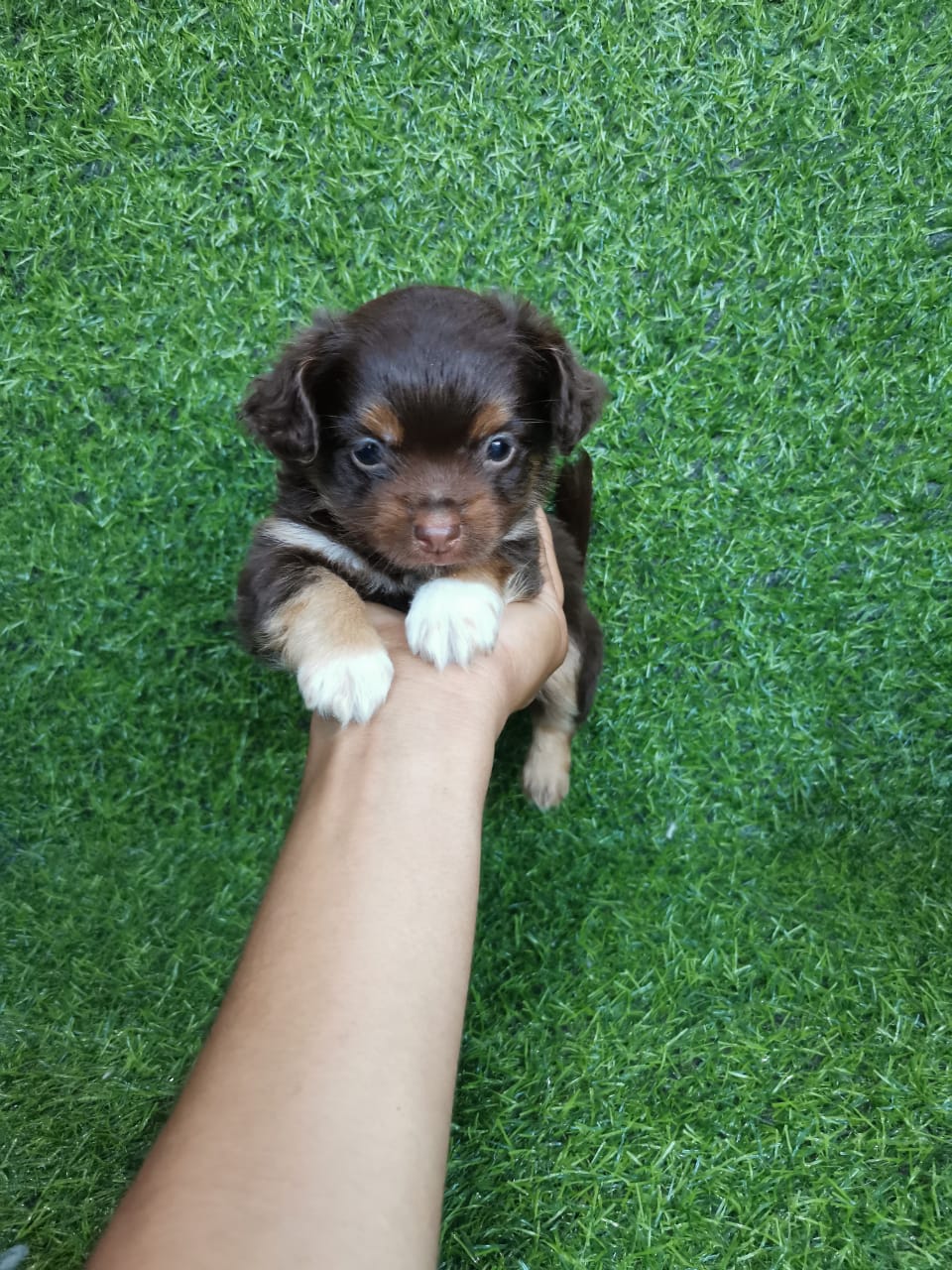 OFERTA CACHORRO CHIHUAHUA MARIPOSA AMBOS SEXO EN SANTO DOMINGO Y VACUN Foto 7308554-2.jpg