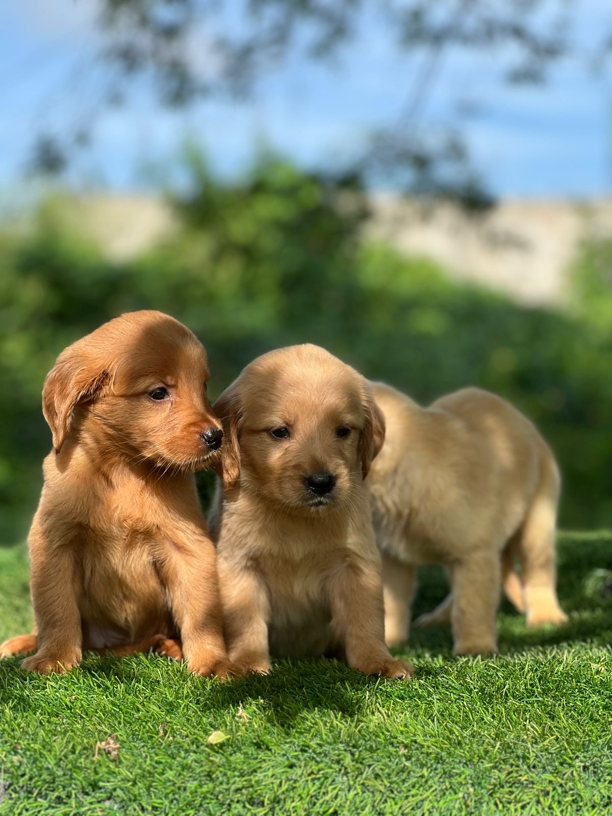 Golden Retriever Hembras Foto 7308635-2.jpg