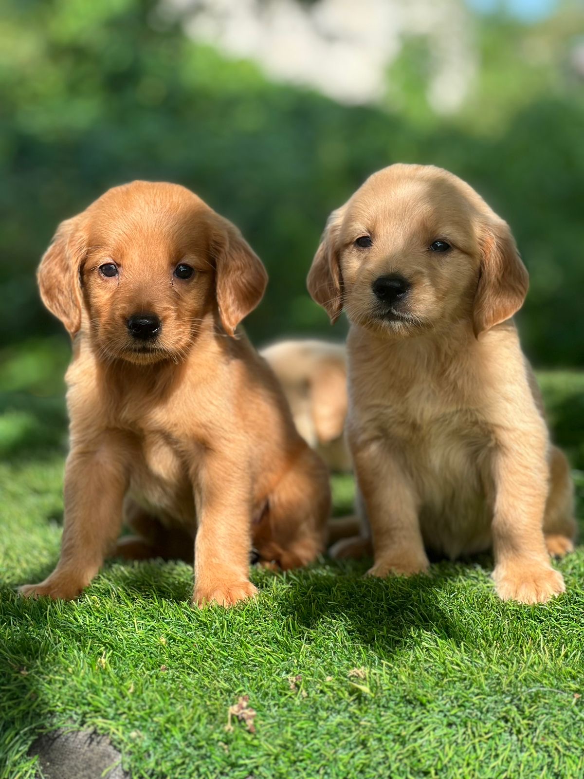 Golden Retriever Hembras Foto 7308635-3.jpg