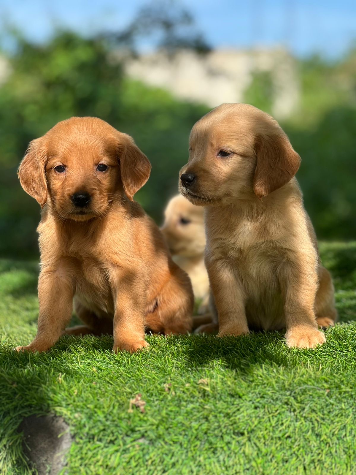 Golden Retriever Hembras Foto 7308635-4.jpg