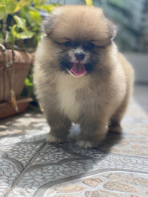 Pomerania Ambos Sexos  Foto 7308639-1.jpg