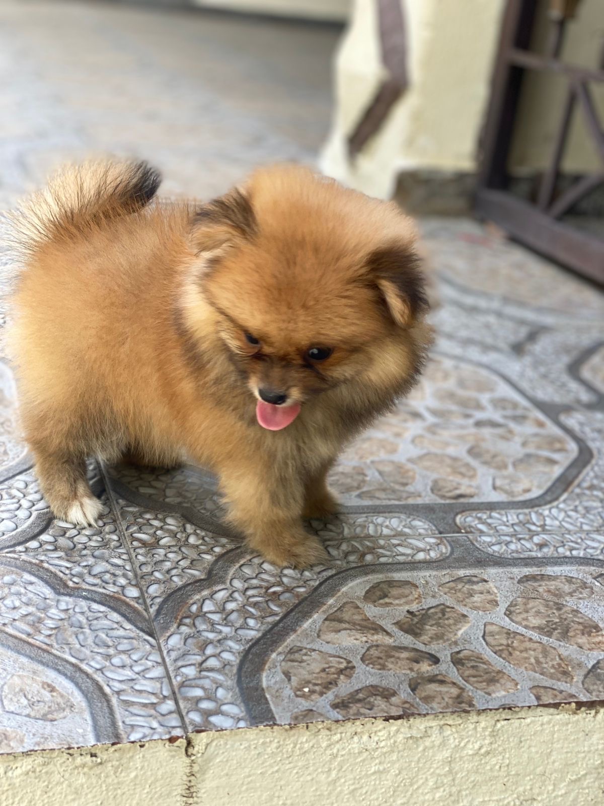Pomerania Ambos Sexos  Foto 7308639-2.jpg