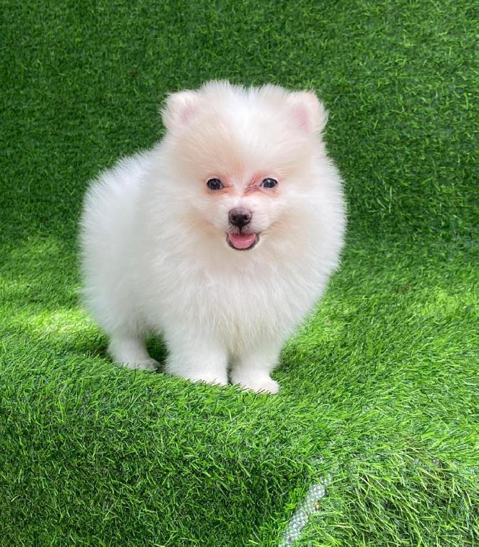 Pomerania Macho  Foto 7308642-1.jpg