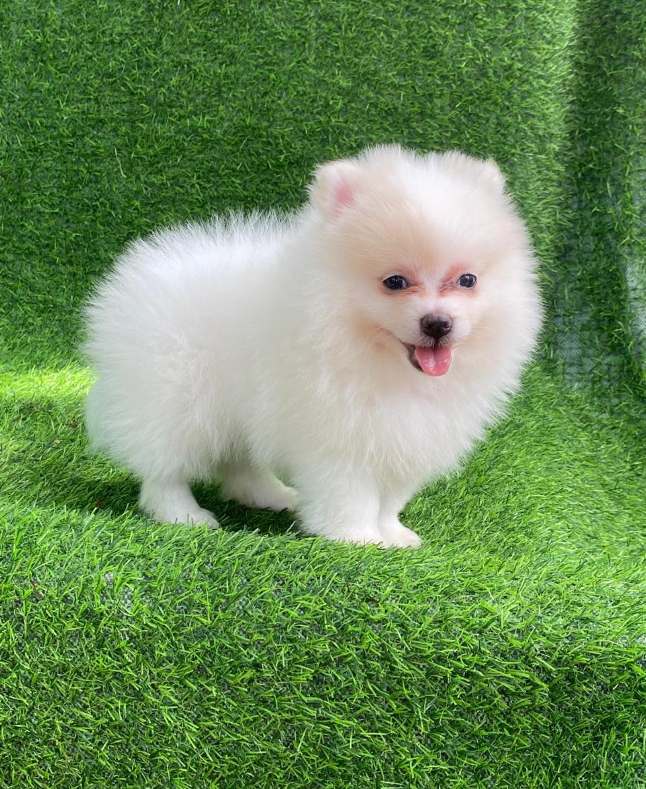Pomerania Macho  Foto 7308642-2.jpg