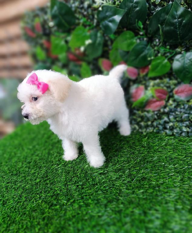 OFERTA CACHORRO POODLE CANICHE HEMBRA EN SANTO DOMINGO CON TODO AL DIA Foto 7309034-1.jpg