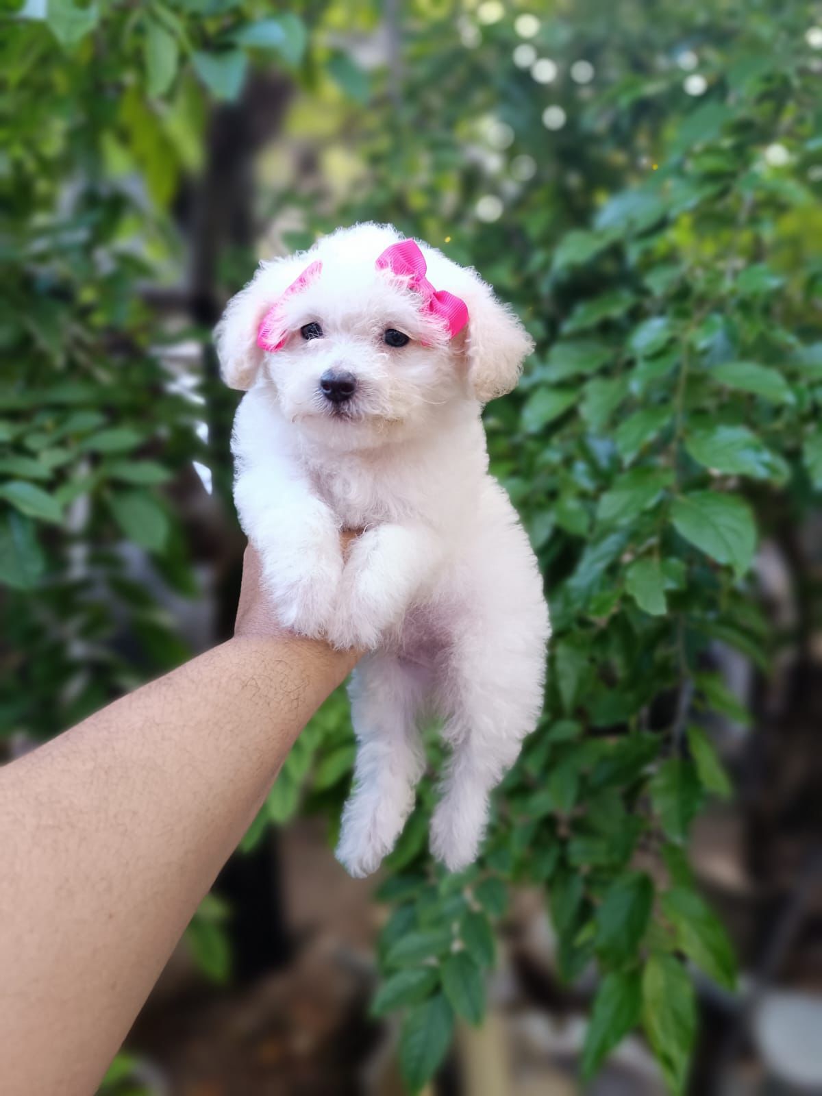 OFERTA CACHORRO POODLE CANICHE HEMBRA EN SANTO DOMINGO CON TODO AL DIA Foto 7309034-2.jpg