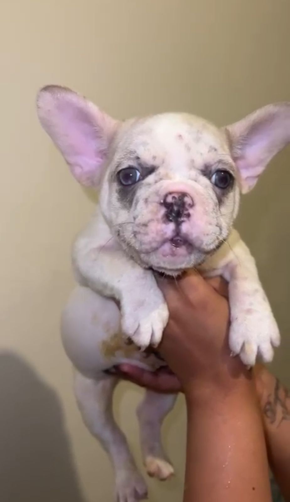 OFERTA CACHORRO BULLDOG FRANCES HEMBRA EN SANTO DOMINGO Y VACUNA AL DI Foto 7309035-1.jpg