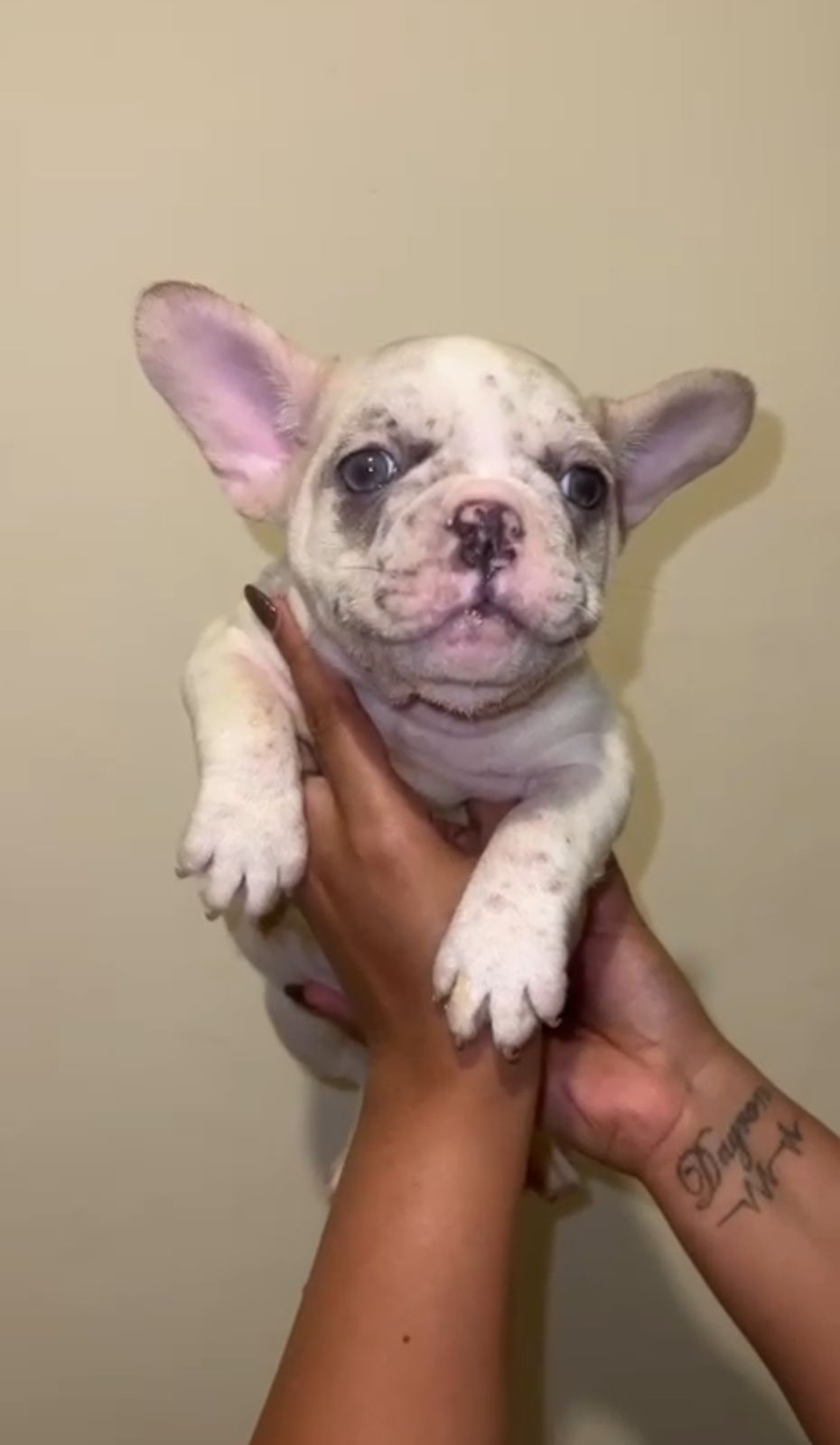 OFERTA CACHORRO BULLDOG FRANCES HEMBRA EN SANTO DOMINGO Y VACUNA AL DI Foto 7309035-2.jpg