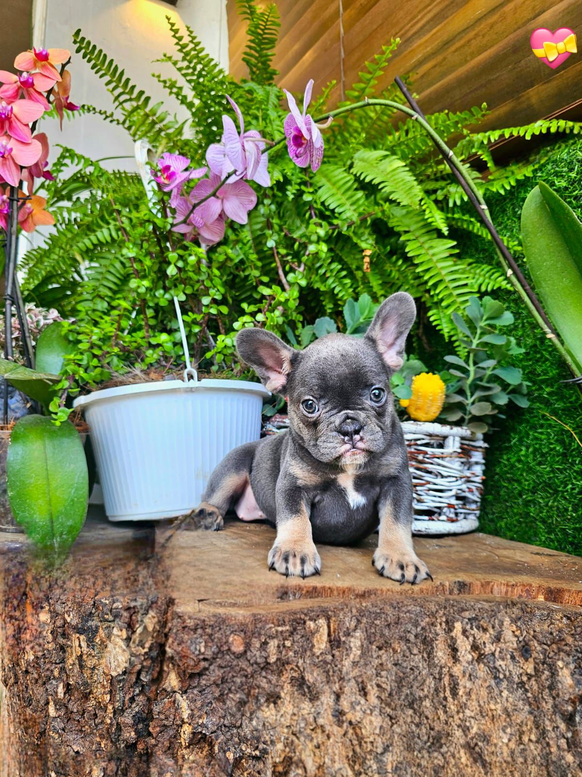OFERTA CACHORRO BULLDOG FRANCES HEMBRA EN SANTO DOMINGO Y VACUNA AL DI Foto 7309038-2.jpg