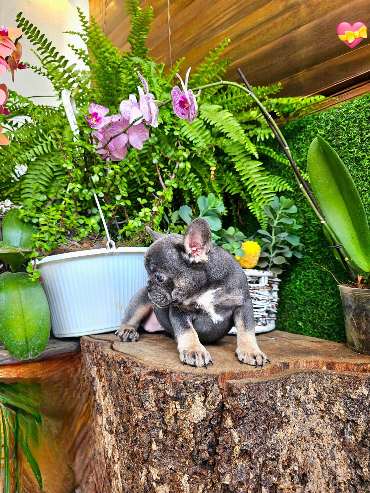 OFERTA CACHORRO BULLDOG FRANCES HEMBRA EN SANTO DOMINGO Y VACUNA AL DI Foto 7309038-3.jpg