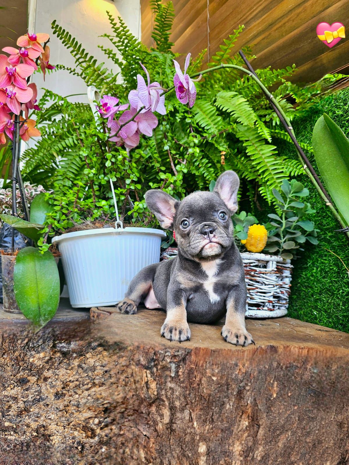 OFERTA CACHORRO BULLDOG FRANCES HEMBRA EN SANTO DOMINGO Y VACUNA AL DI Foto 7309038-4.jpg