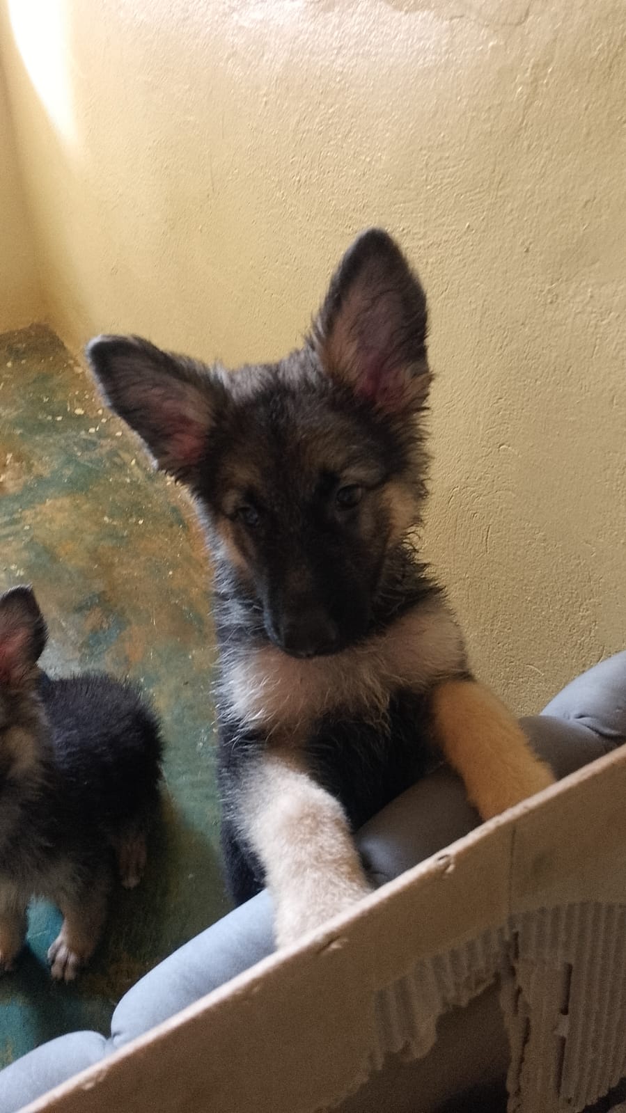 OFERTA DE 2 CACHORRO PASTOR ALEMAN AMBOS SEXO EN UBICADO EN SANTO DOMI Foto 7309039-1.jpg