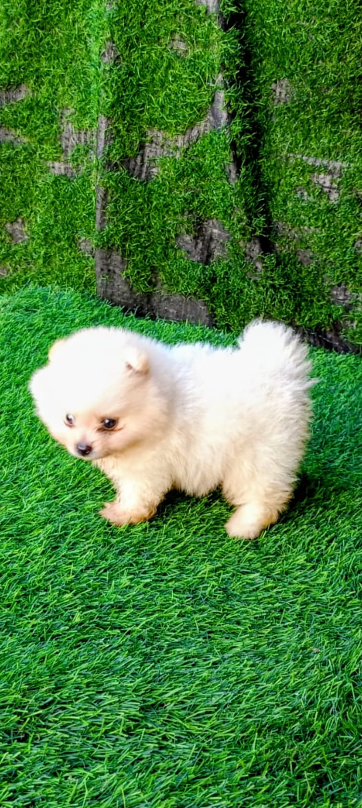 OFERTA CACHORRO POMERANIA MACHO EN SANTO DOMINGO Y VACUNADA Foto 7309132-2.jpg