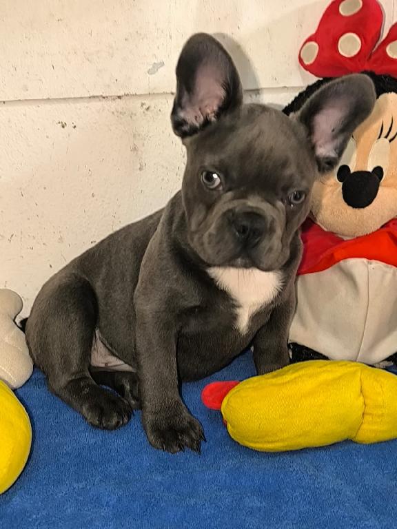 OFERTA CACHORRO BULLDOG FRANCES MACHO CON SU VACUNA AL DIA EN SANTO DO Foto 7309133-1.jpg