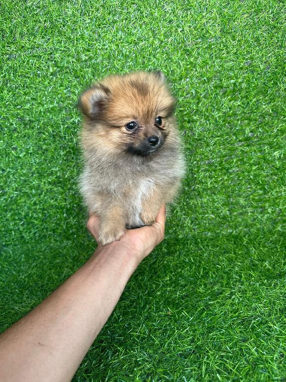 OFERTA CACHORRO POMERANIA MACHO EN SANTO DOMINGO Y VACUNADA Foto 7309134-1.jpg