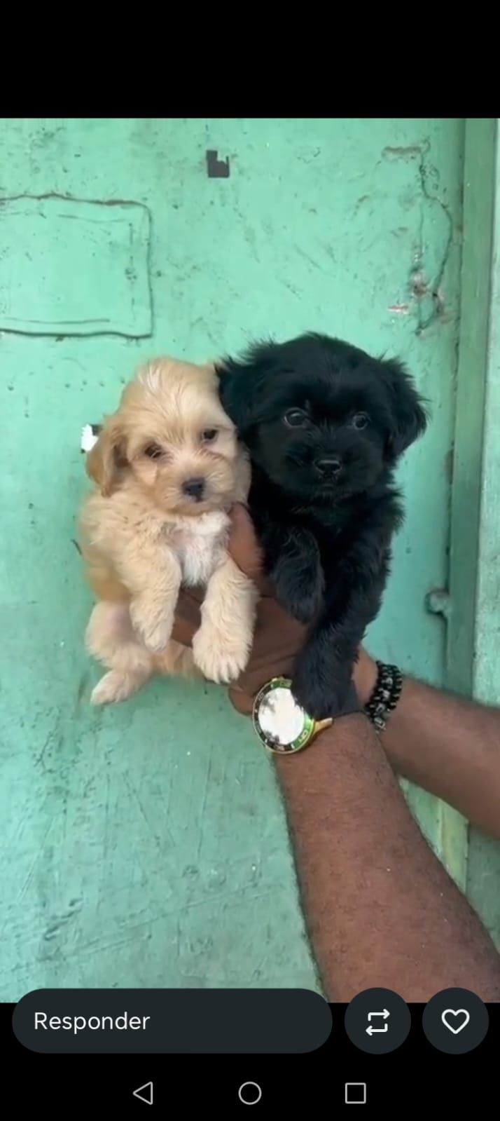 OFERTA CACHORRO SHIPOO MACHO EN SANTO DOMINGO Y VACUNA AL DIA  Foto 7309136-1.jpg