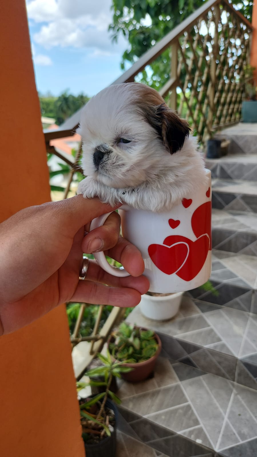 Shih tzu mini hembra y macho  Foto 7309172-1.jpg