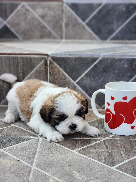 Shih tzu mini hembra y macho  Foto 7309172-3.jpg
