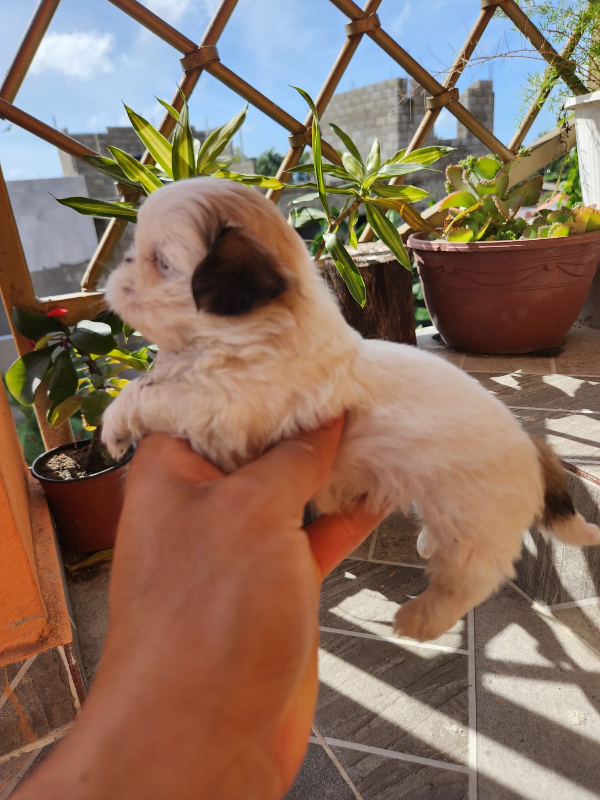 Shih tzu mini hembra y macho  Foto 7309172-4.jpg