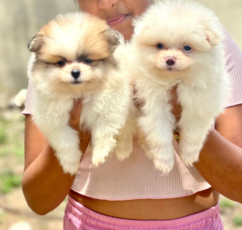 Pomerania Machos  Foto 7309201-1.jpg