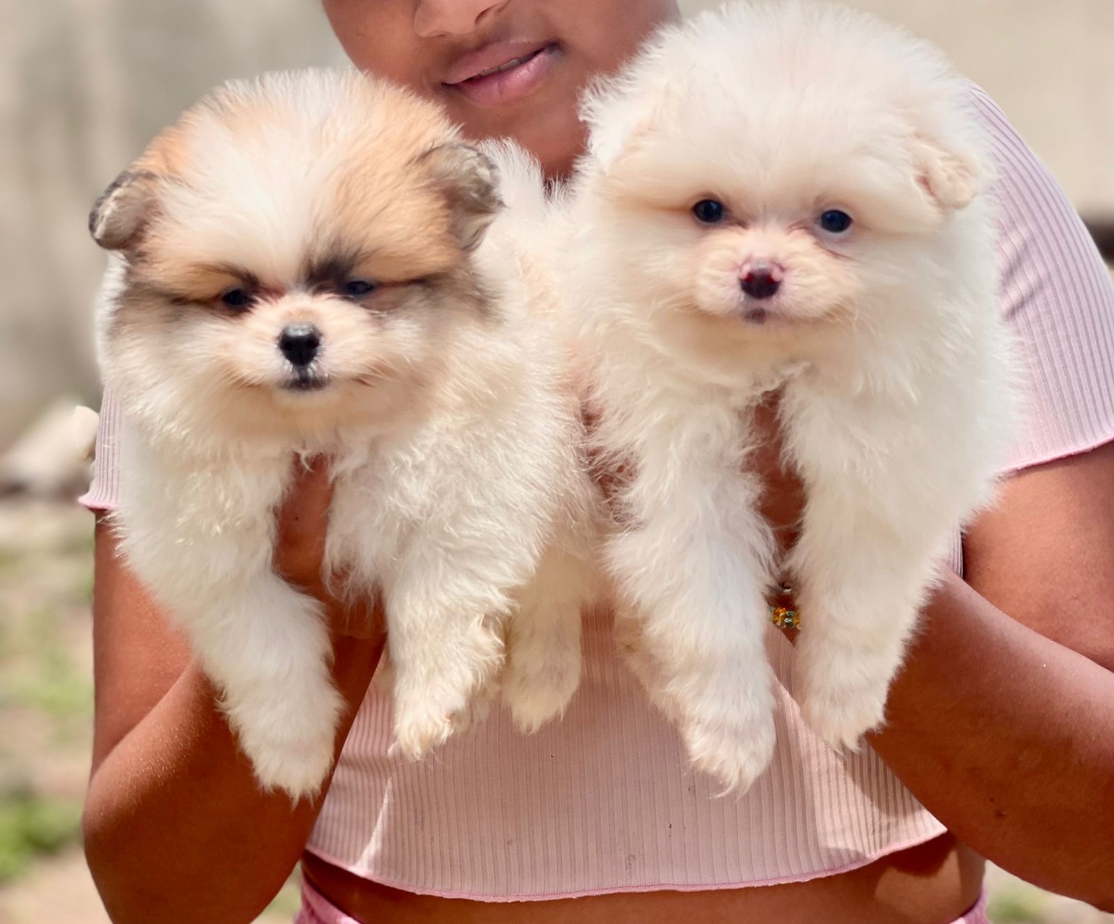 Pomerania Machos  Foto 7309201-2.jpg