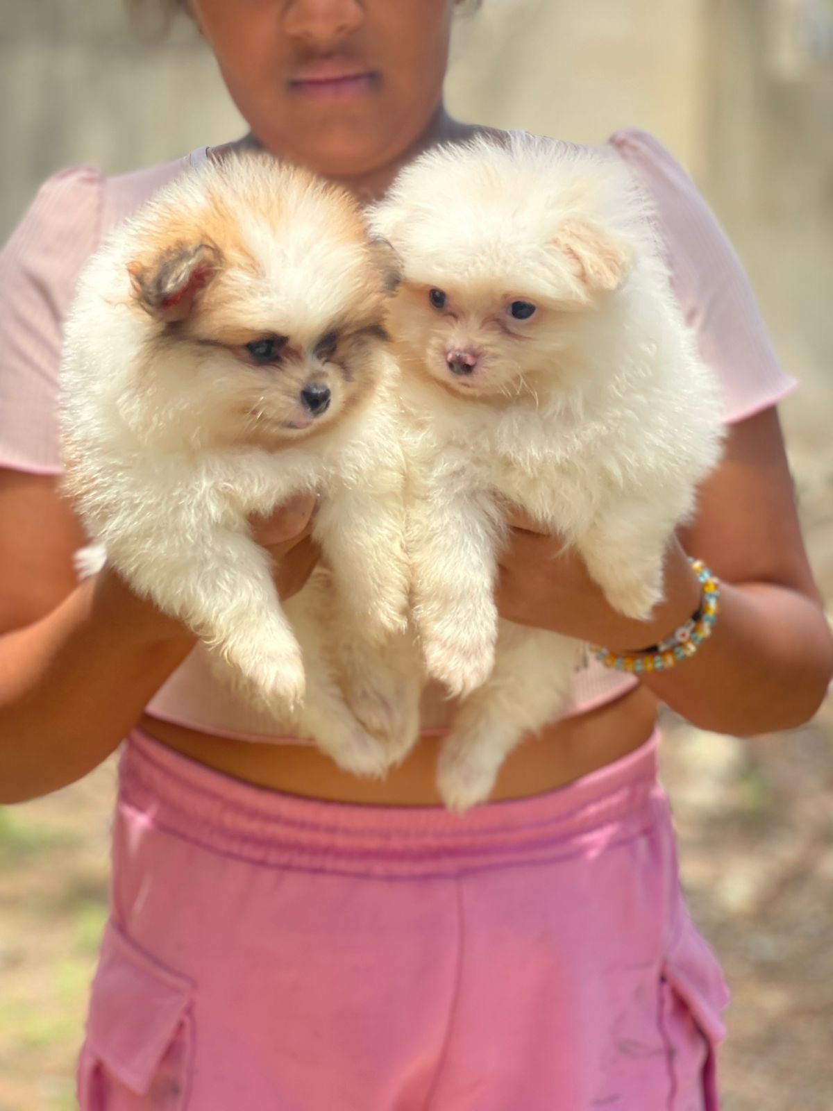 Pomerania Machos  Foto 7309201-3.jpg