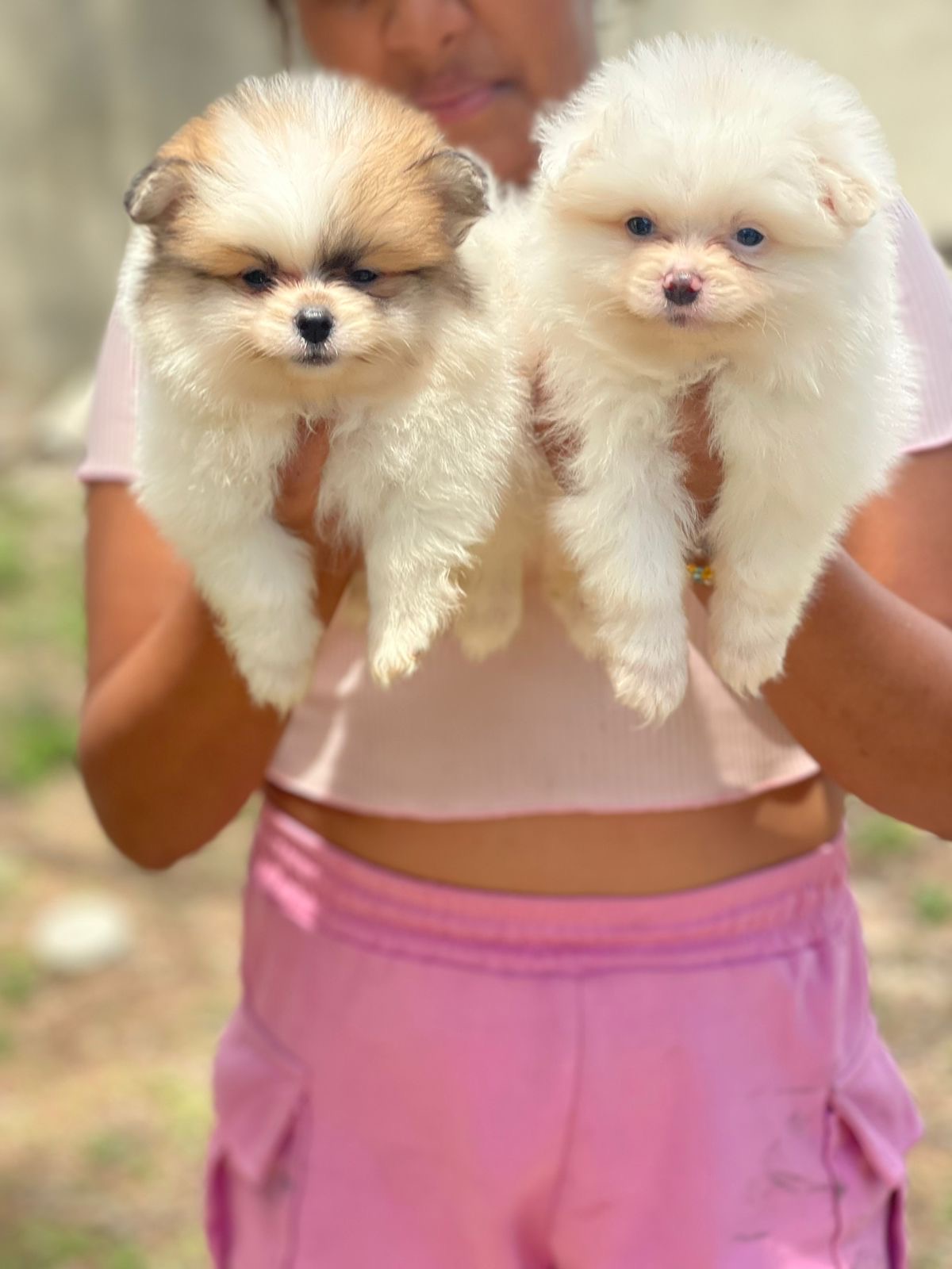Pomerania Machos  Foto 7309201-5.jpg