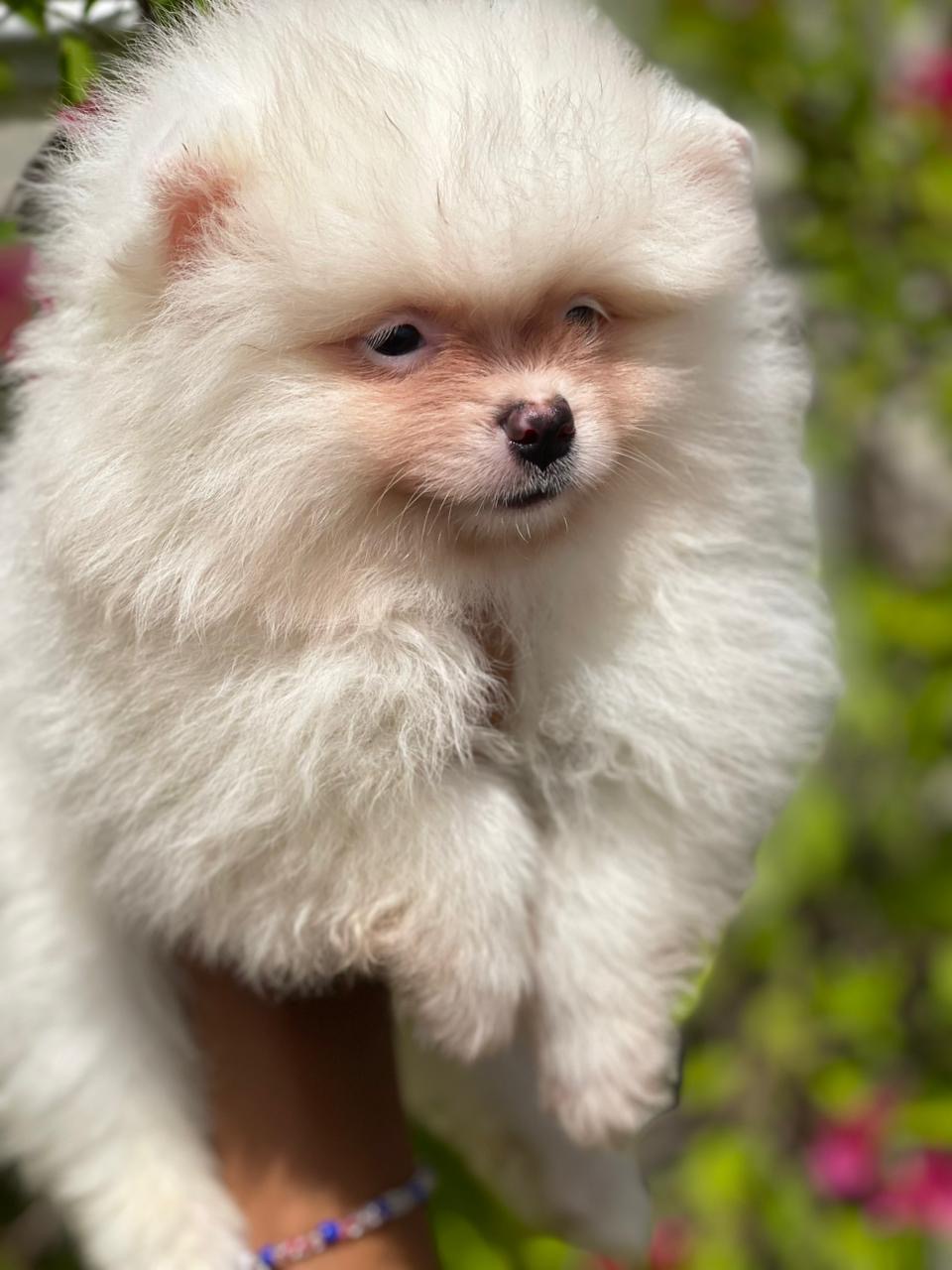 Pomerania Calidad Cara de Oso Machos  Foto 7309202-2.jpg
