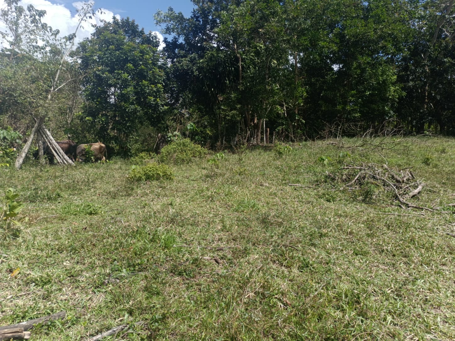 Finca de 172 tareas ganaderas en Monte plata Foto 7309241-10.jpg