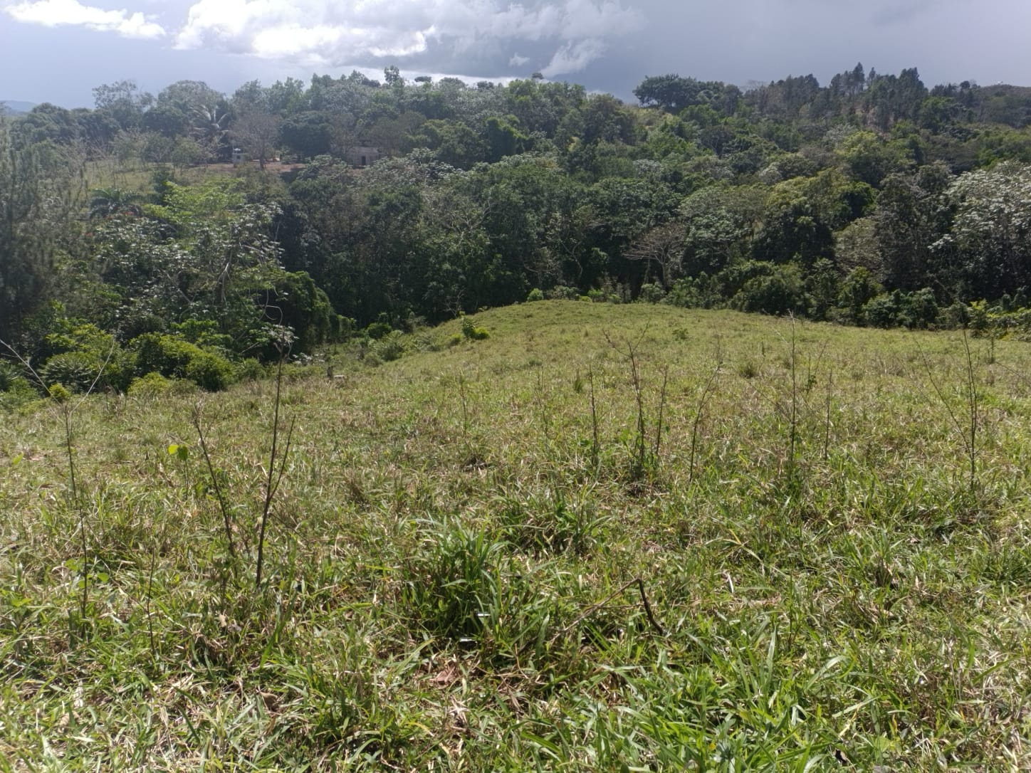 Finca de 172 tareas ganaderas en Monte plata Foto 7309241-6.jpg