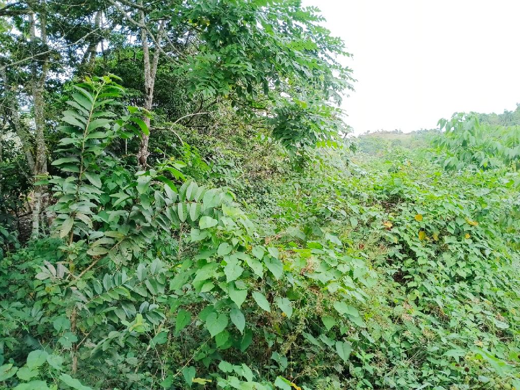 Finca de 120 tareas  con vocación agrícola en Los Frías en Monte Plata Foto 7309258-1.jpg