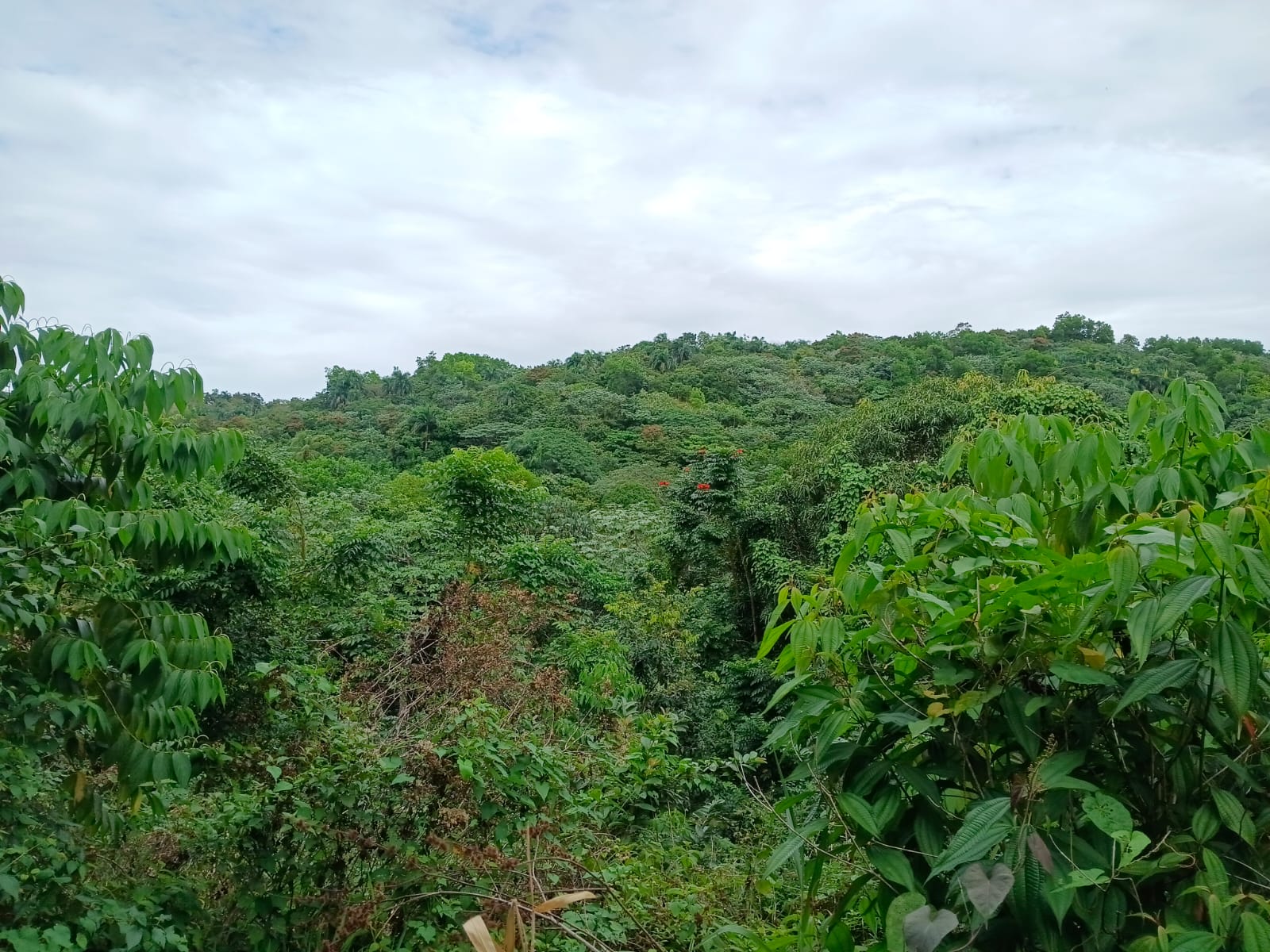 Finca de 120 tareas  con vocación agrícola en Los Frías en Monte Plata Foto 7309258-2.jpg