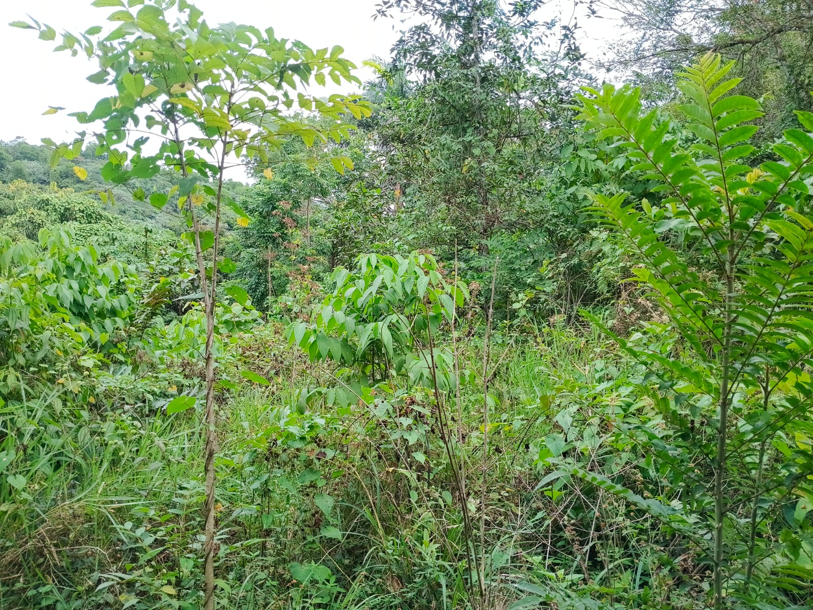 Finca de 120 tareas  con vocación agrícola en Los Frías en Monte Plata Foto 7309258-3.jpg