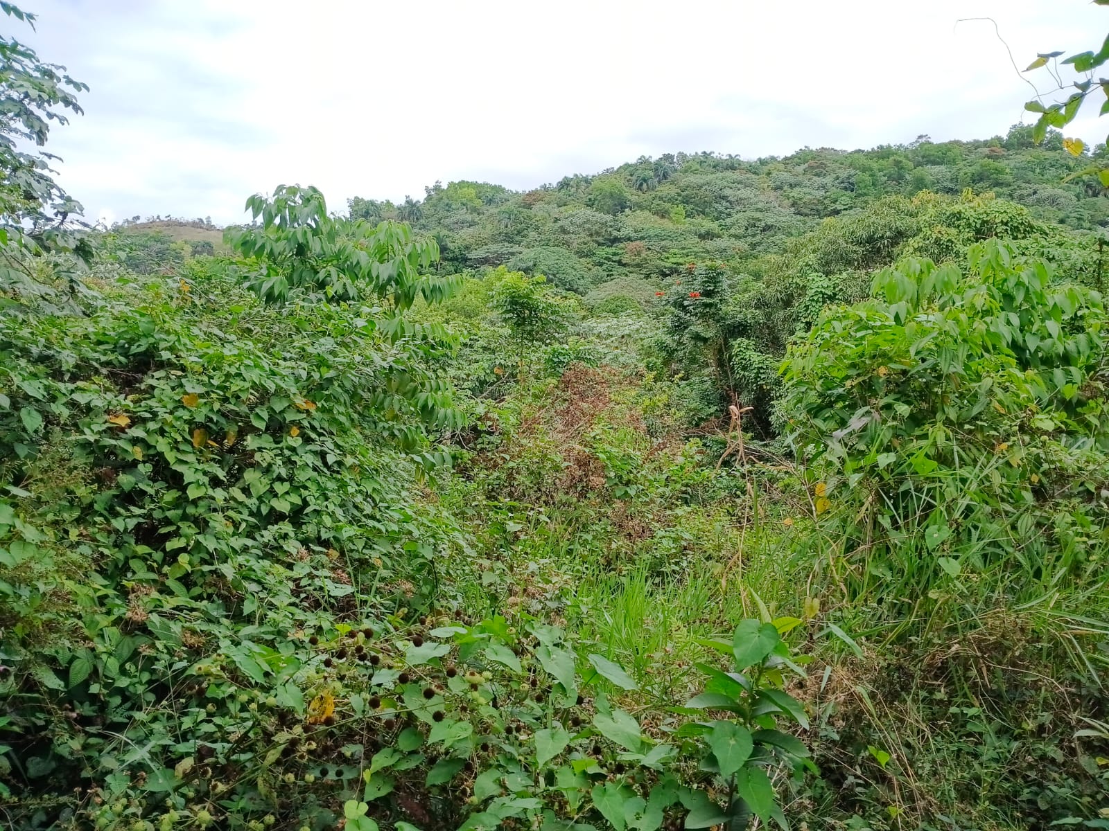 Finca de 120 tareas  con vocación agrícola en Los Frías en Monte Plata Foto 7309258-4.jpg