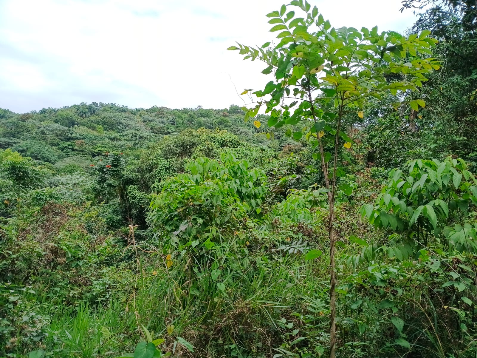Finca de 120 tareas  con vocación agrícola en Los Frías en Monte Plata Foto 7309258-5.jpg