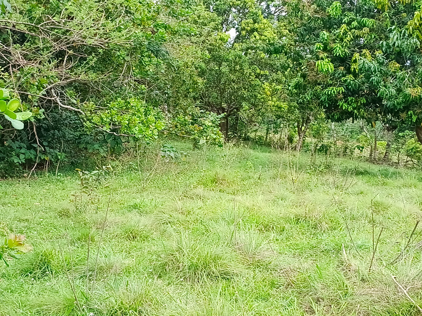 Finca de 100 tareas con vocación agrícola y ganadera en Yamasá  Foto 7309259-11.jpg