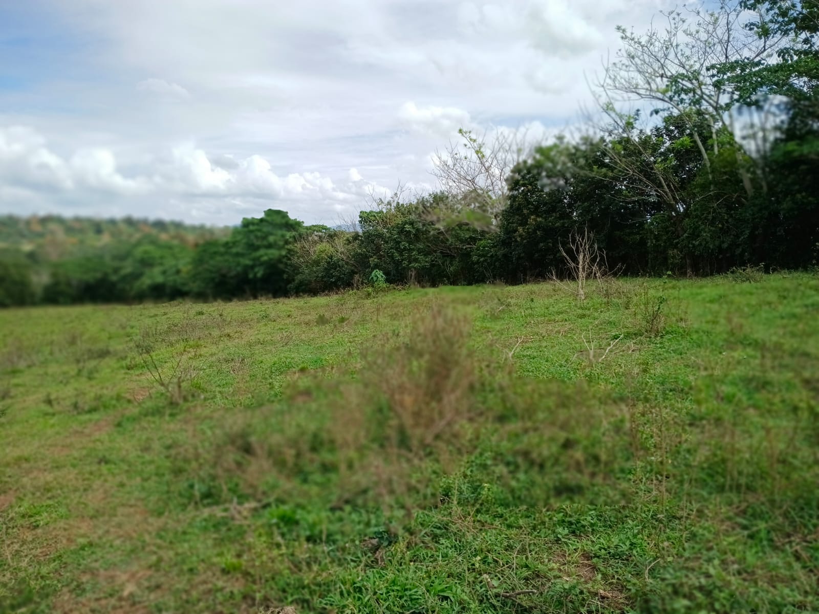 Finca de 100 tareas con vocación agrícola y ganadera en Yamasá  Foto 7309259-3.jpg