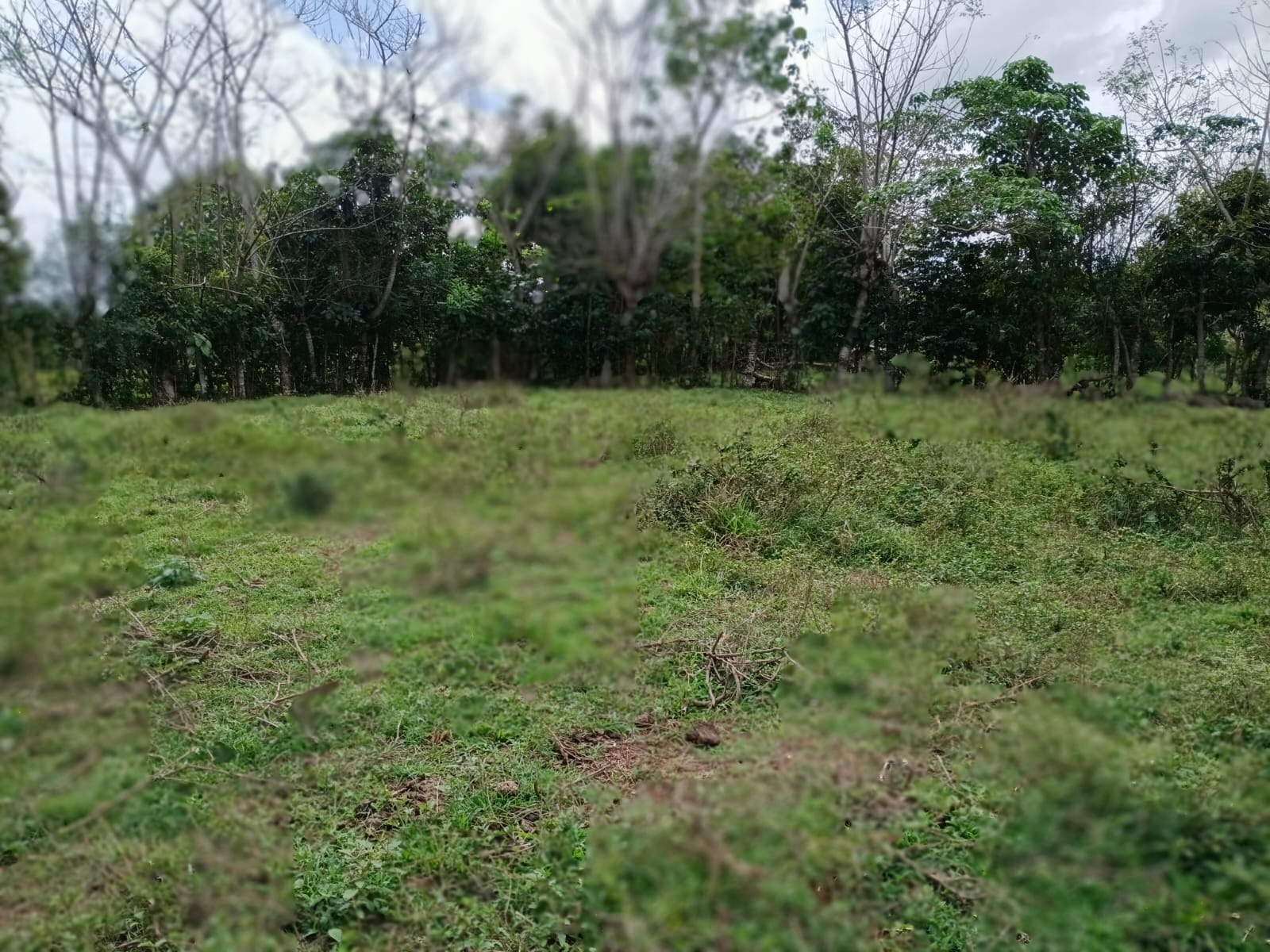 Finca de 100 tareas con vocación agrícola y ganadera en Yamasá  Foto 7309259-4.jpg