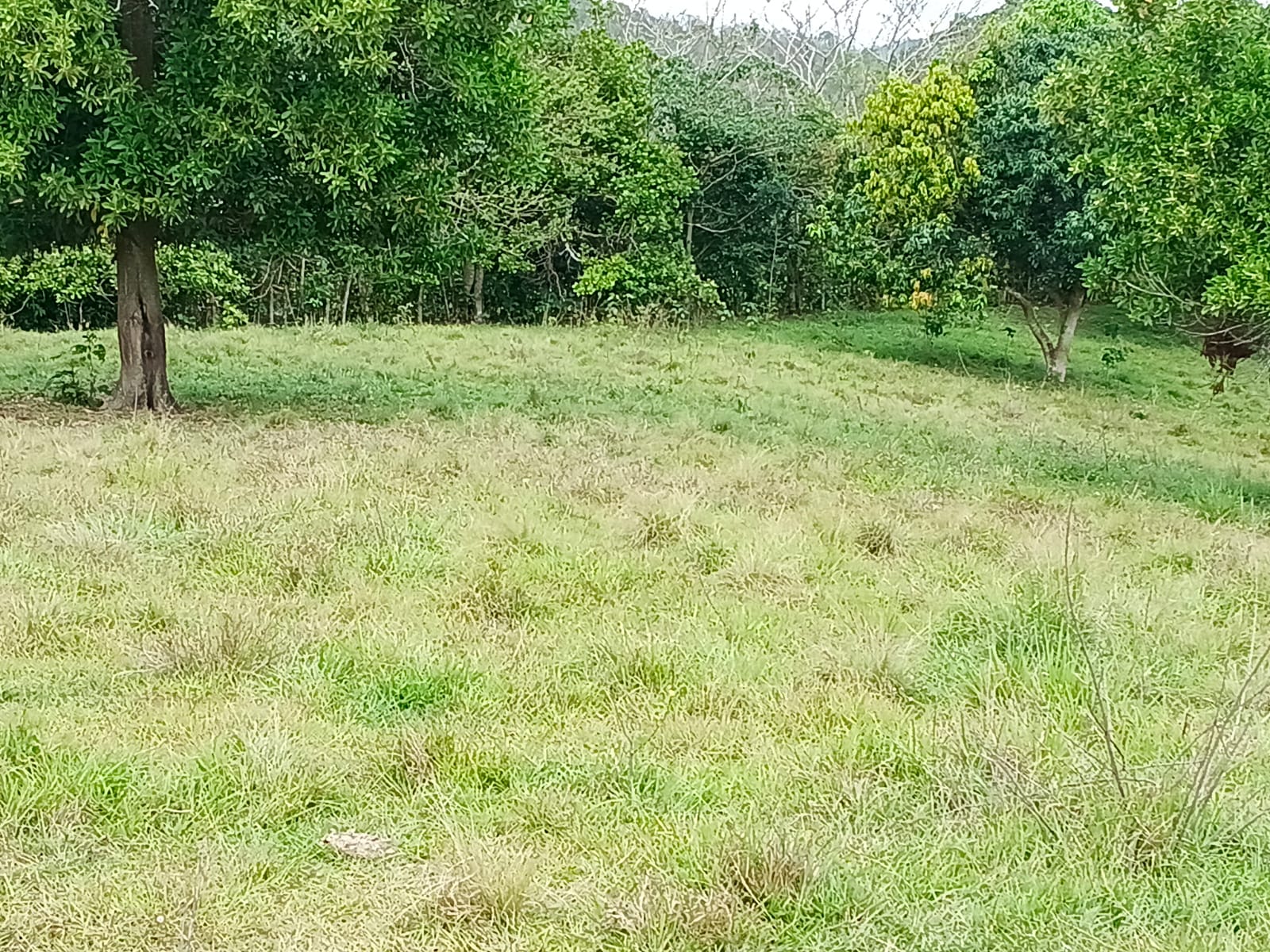 Finca de 100 tareas con vocación agrícola y ganadera en Yamasá  Foto 7309259-5.jpg