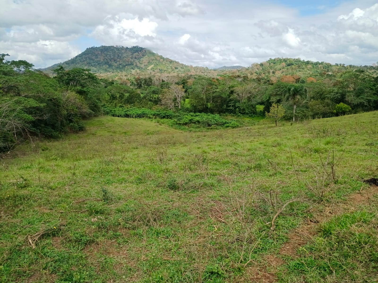 Finca de 100 tareas con vocación agrícola y ganadera en Yamasá  Foto 7309259-6.jpg