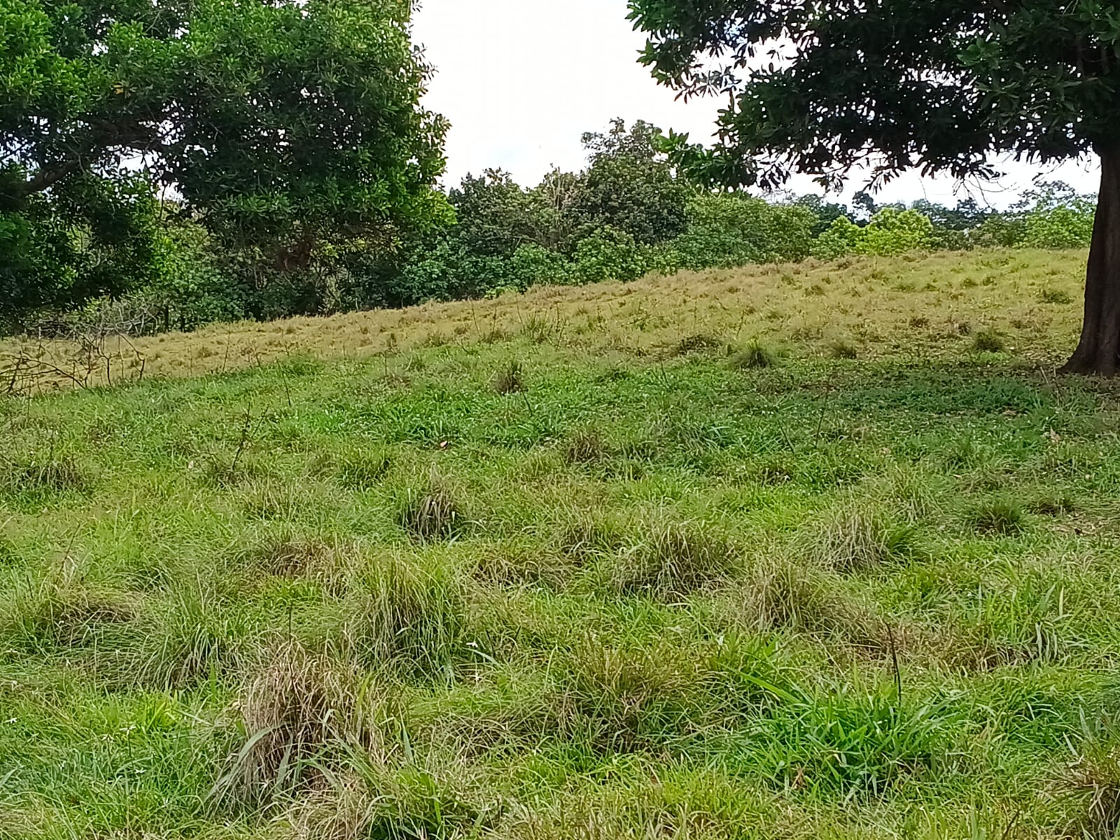 Finca de 100 tareas con vocación agrícola y ganadera en Yamasá  Foto 7309259-7.jpg