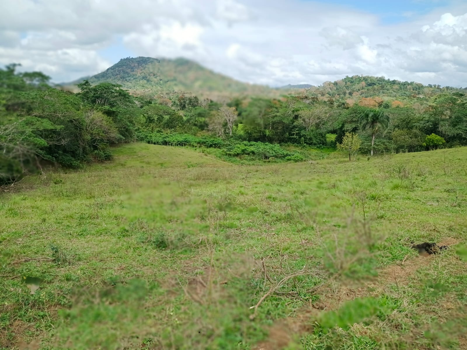 Finca de 100 tareas con vocación agrícola y ganadera en Yamasá  Foto 7309259-8.jpg